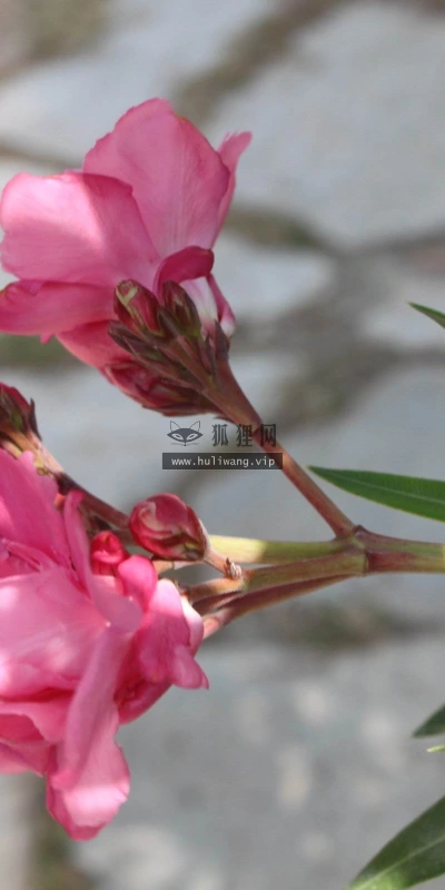 【12370】植物壁纸  2K 高清壁纸2560_1600@青蛙壁纸-笨猫小站
