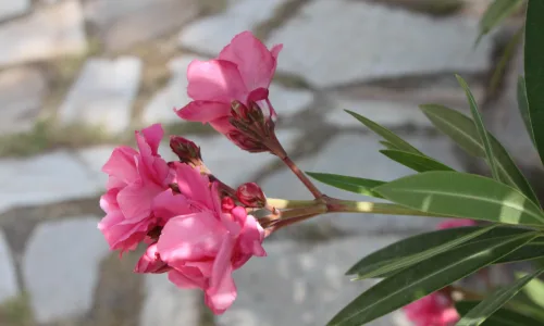【12370】植物壁纸  2K 高清壁纸2560_1600@青蛙壁纸-笨猫小站