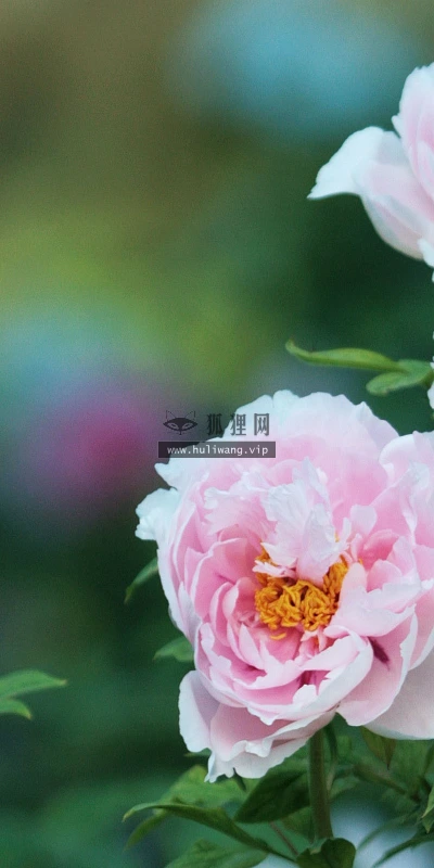 【12371】植物壁纸  2K 高清壁纸2560_1600@青蛙壁纸-笨猫小站