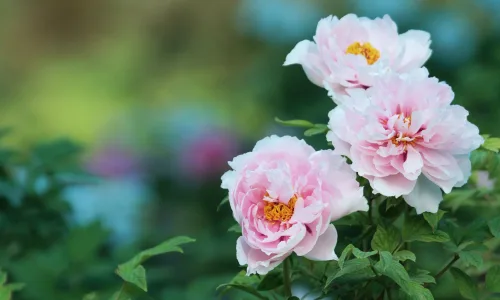 【12371】植物壁纸  2K 高清壁纸2560_1600@青蛙壁纸-笨猫小站