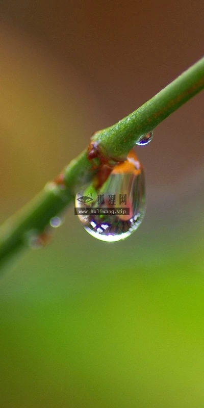 【12373】植物壁纸  2K 高清壁纸2560_1600@青蛙壁纸-笨猫小站