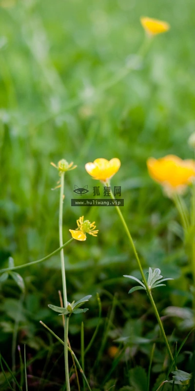 【12374】植物壁纸  2K 高清壁纸2560_1600@青蛙壁纸-笨猫小站