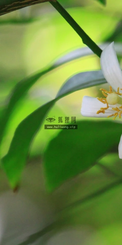 【12376】植物壁纸  2K 高清壁纸2560_1600@青蛙壁纸-笨猫小站