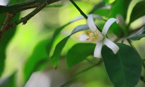 【12376】植物壁纸  2K 高清壁纸2560_1600@青蛙壁纸-笨猫小站