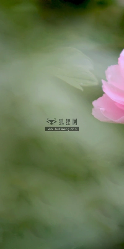 【12377】植物壁纸  2K 高清壁纸2560_1600@青蛙壁纸-笨猫小站
