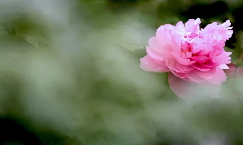 【12377】植物壁纸  2K 高清壁纸2560_1600@青蛙壁纸-笨猫小站