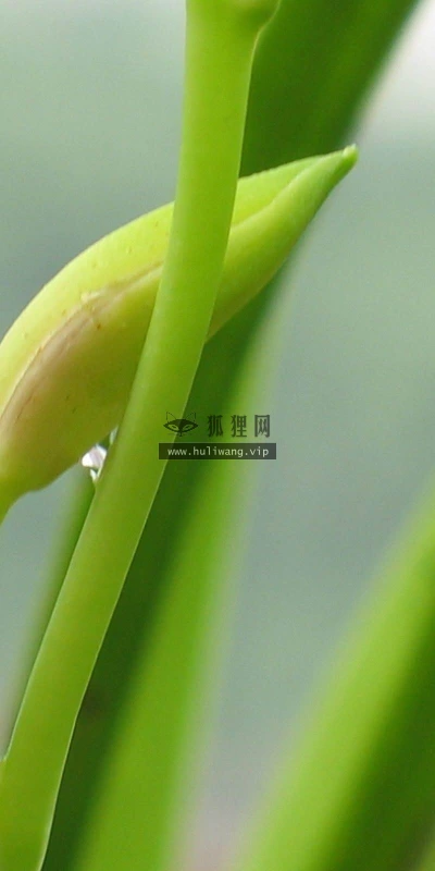 【12378】植物壁纸  2K 高清壁纸2560_1600@青蛙壁纸-笨猫小站