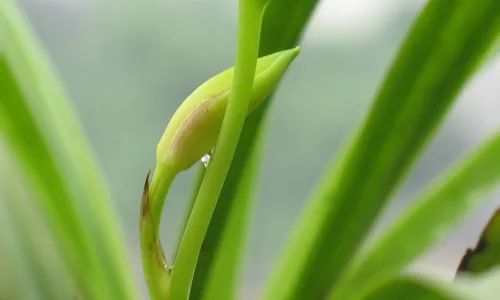 【12378】植物壁纸  2K 高清壁纸2560_1600@青蛙壁纸-笨猫小站