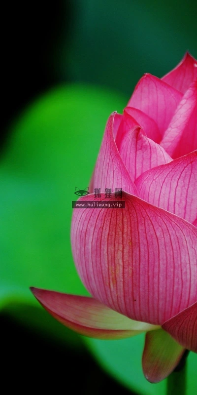 【12380】植物壁纸  2K 高清壁纸2560_1600@青蛙壁纸-笨猫小站