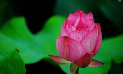 【12380】植物壁纸  2K 高清壁纸2560_1600@青蛙壁纸-笨猫小站
