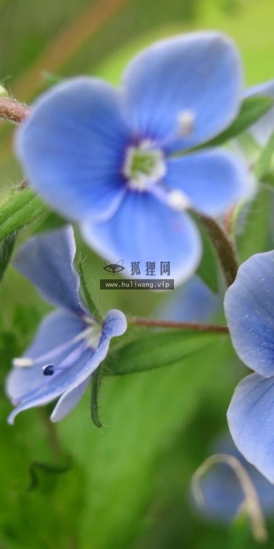 【12381】植物壁纸  2K 高清壁纸2560_1600@青蛙壁纸-笨猫小站