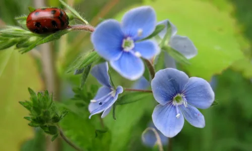 【12381】植物壁纸  2K 高清壁纸2560_1600@青蛙壁纸-笨猫小站