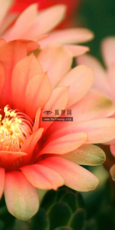 【12383】植物壁纸  2K 高清壁纸2560_1600@青蛙壁纸-笨猫小站