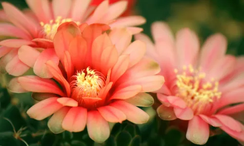 【12383】植物壁纸  2K 高清壁纸2560_1600@青蛙壁纸-笨猫小站