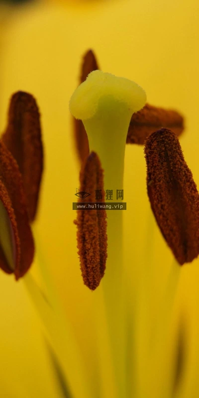 【12384】植物壁纸  2K 高清壁纸2560_1600@青蛙壁纸-笨猫小站