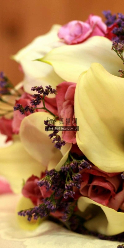 【12386】植物壁纸  2K 高清壁纸2560_1600@青蛙壁纸-笨猫小站