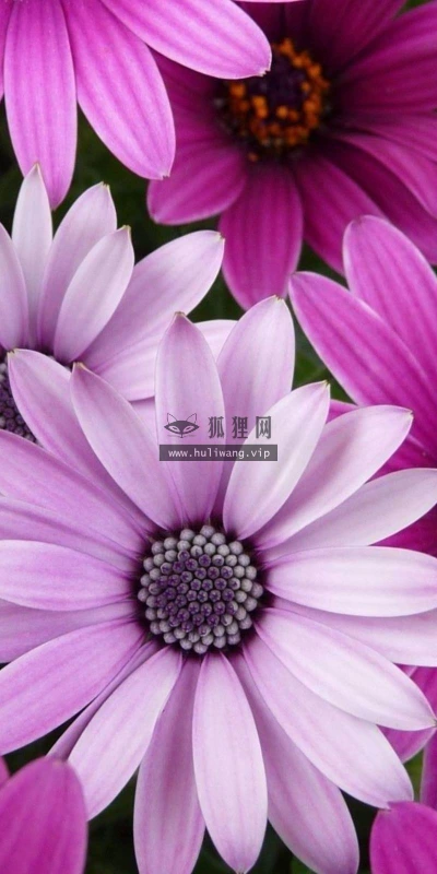 【12392】植物壁纸  2K 高清壁纸2560_1600@青蛙壁纸-笨猫小站