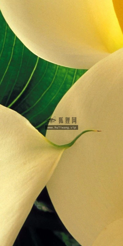 【12393】植物壁纸  2K 高清壁纸2560_1600@青蛙壁纸-笨猫小站