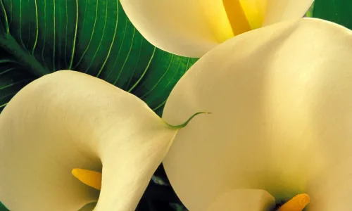【12393】植物壁纸  2K 高清壁纸2560_1600@青蛙壁纸-笨猫小站