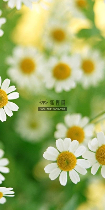 【12395】植物壁纸  2K 高清壁纸2560_1600@青蛙壁纸-笨猫小站