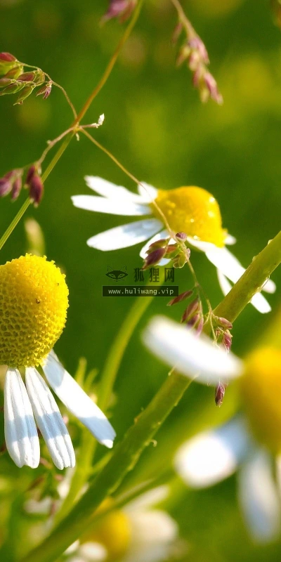 【12398】植物壁纸  2K 高清壁纸2560_1600@青蛙壁纸-笨猫小站
