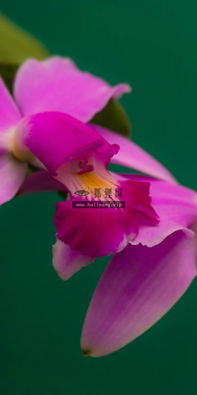 【12400】植物壁纸  2K 高清壁纸2560_1600@青蛙壁纸-笨猫小站