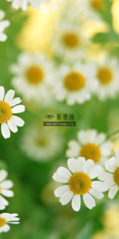 【12404】植物壁纸  2K 高清壁纸2560_1600@青蛙壁纸-笨猫小站