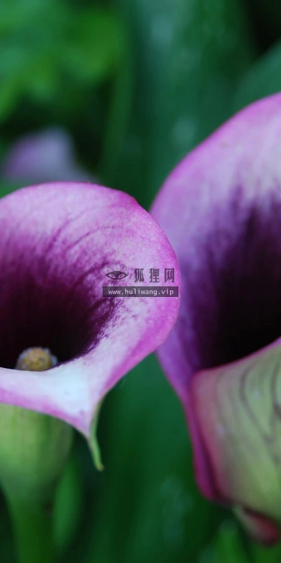 【12405】植物壁纸  2K 高清壁纸2560_1600@青蛙壁纸-笨猫小站