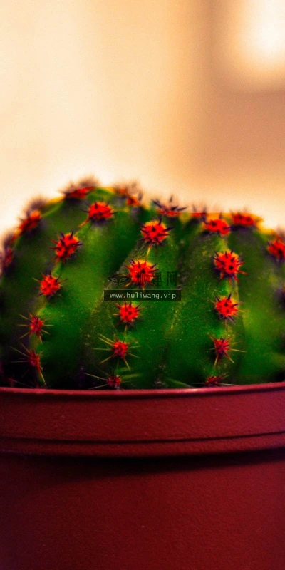 【12407】植物壁纸  2K 高清壁纸2560_1600@青蛙壁纸-笨猫小站