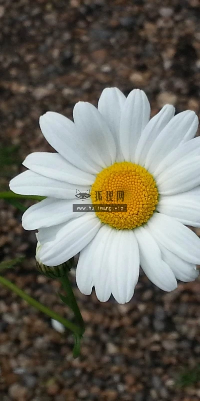 【12409】植物壁纸  2K 高清壁纸2560_1600@青蛙壁纸-笨猫小站