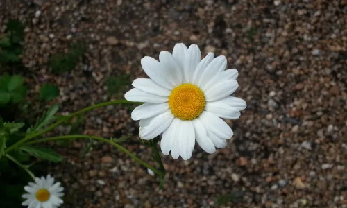 【12409】植物壁纸  2K 高清壁纸2560_1600@青蛙壁纸-笨猫小站