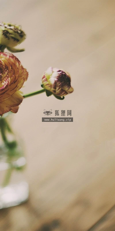 【12410】植物壁纸  2K 高清壁纸2560_1600@青蛙壁纸-笨猫小站