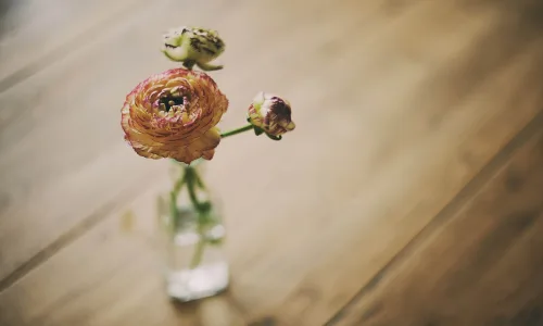 【12410】植物壁纸  2K 高清壁纸2560_1600@青蛙壁纸-笨猫小站