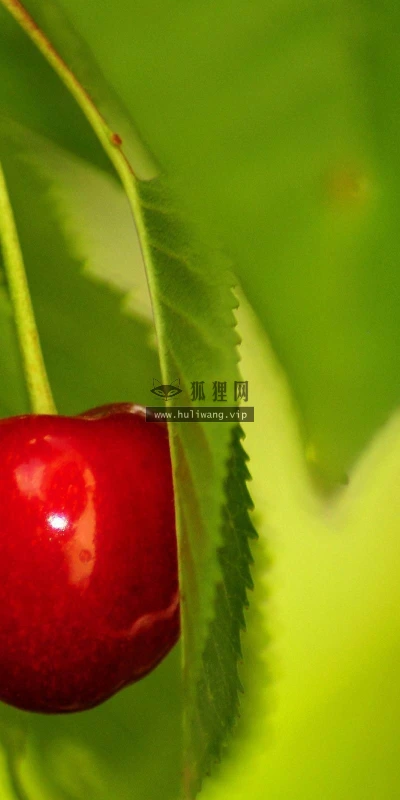 【12411】植物壁纸  2K 高清壁纸2560_1600@青蛙壁纸-笨猫小站