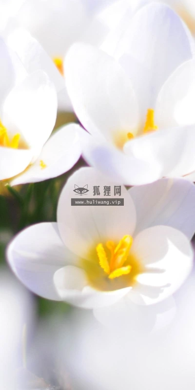 【12415】植物壁纸  2K 高清壁纸2560_1600@青蛙壁纸-笨猫小站