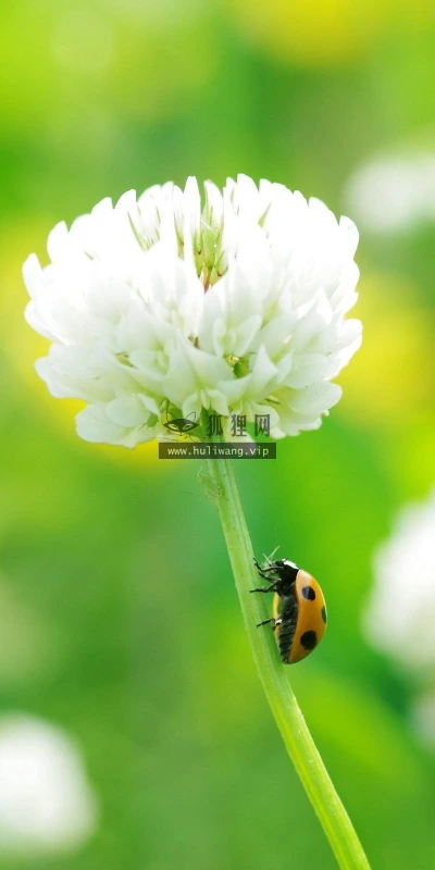 【12416】植物壁纸  2K 高清壁纸2560_1600@青蛙壁纸-笨猫小站