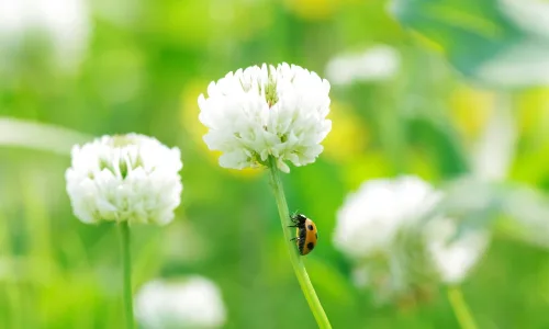 【12416】植物壁纸  2K 高清壁纸2560_1600@青蛙壁纸-笨猫小站
