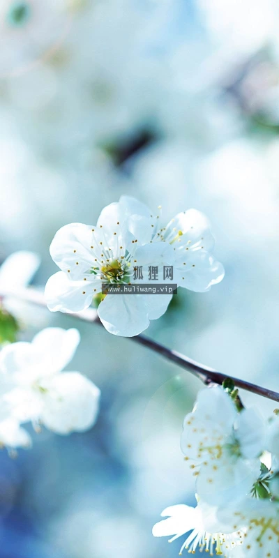 【12417】植物壁纸  2K 高清壁纸2560_1600@青蛙壁纸-笨猫小站