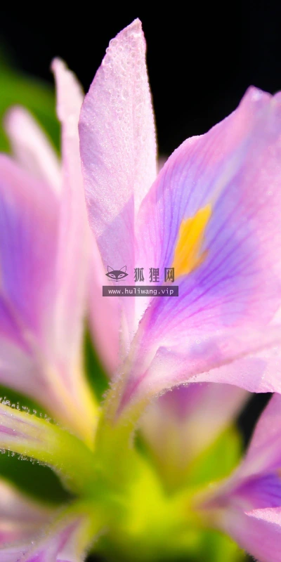 【12419】植物壁纸  2K 高清壁纸2560_1600@青蛙壁纸-笨猫小站
