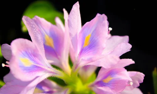 【12419】植物壁纸  2K 高清壁纸2560_1600@青蛙壁纸-笨猫小站