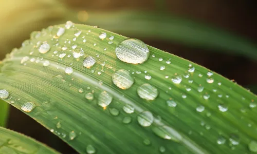 【12421】植物壁纸  2K 高清壁纸2560_1600@青蛙壁纸-笨猫小站