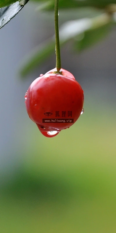 【12422】植物壁纸  2K 高清壁纸2560_1600@青蛙壁纸-笨猫小站