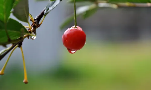 【12422】植物壁纸  2K 高清壁纸2560_1600@青蛙壁纸-笨猫小站