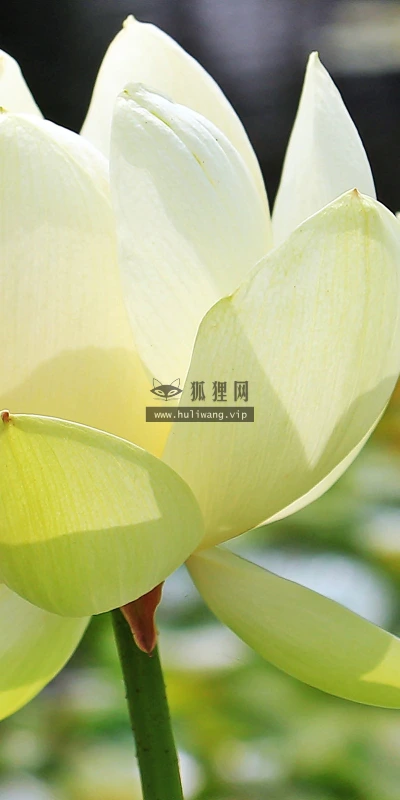 【12423】植物壁纸  2K 高清壁纸2560_1600@青蛙壁纸-笨猫小站