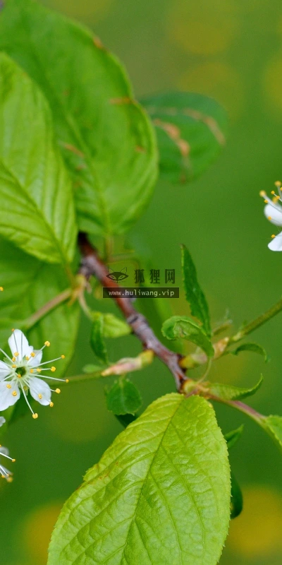 【12424】植物壁纸  2K 高清壁纸2560_1600@青蛙壁纸-笨猫小站