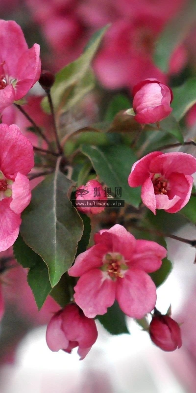【12425】植物壁纸  2K 高清壁纸2560_1600@青蛙壁纸-笨猫小站