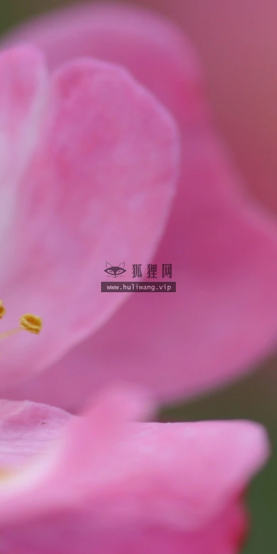 【12426】植物壁纸  2K 高清壁纸2560_1600@青蛙壁纸-笨猫小站