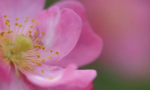 【12426】植物壁纸  2K 高清壁纸2560_1600@青蛙壁纸-笨猫小站