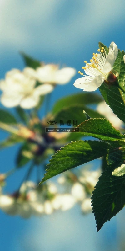 【12428】植物壁纸  2K 高清壁纸2560_1600@青蛙壁纸-笨猫小站