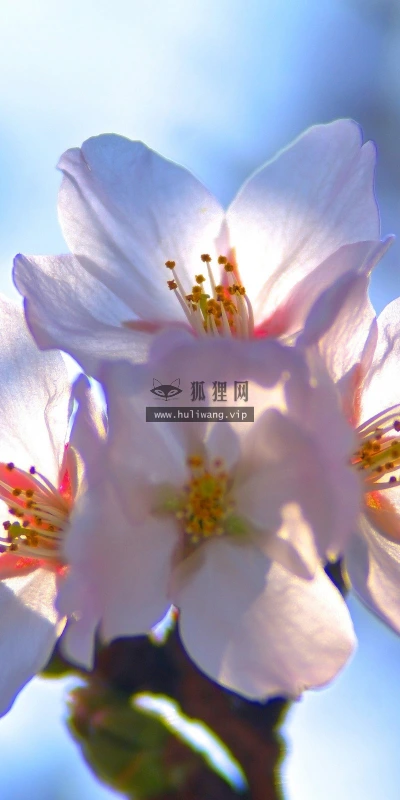 【12430】植物壁纸  2K 高清壁纸2560_1600@青蛙壁纸-笨猫小站